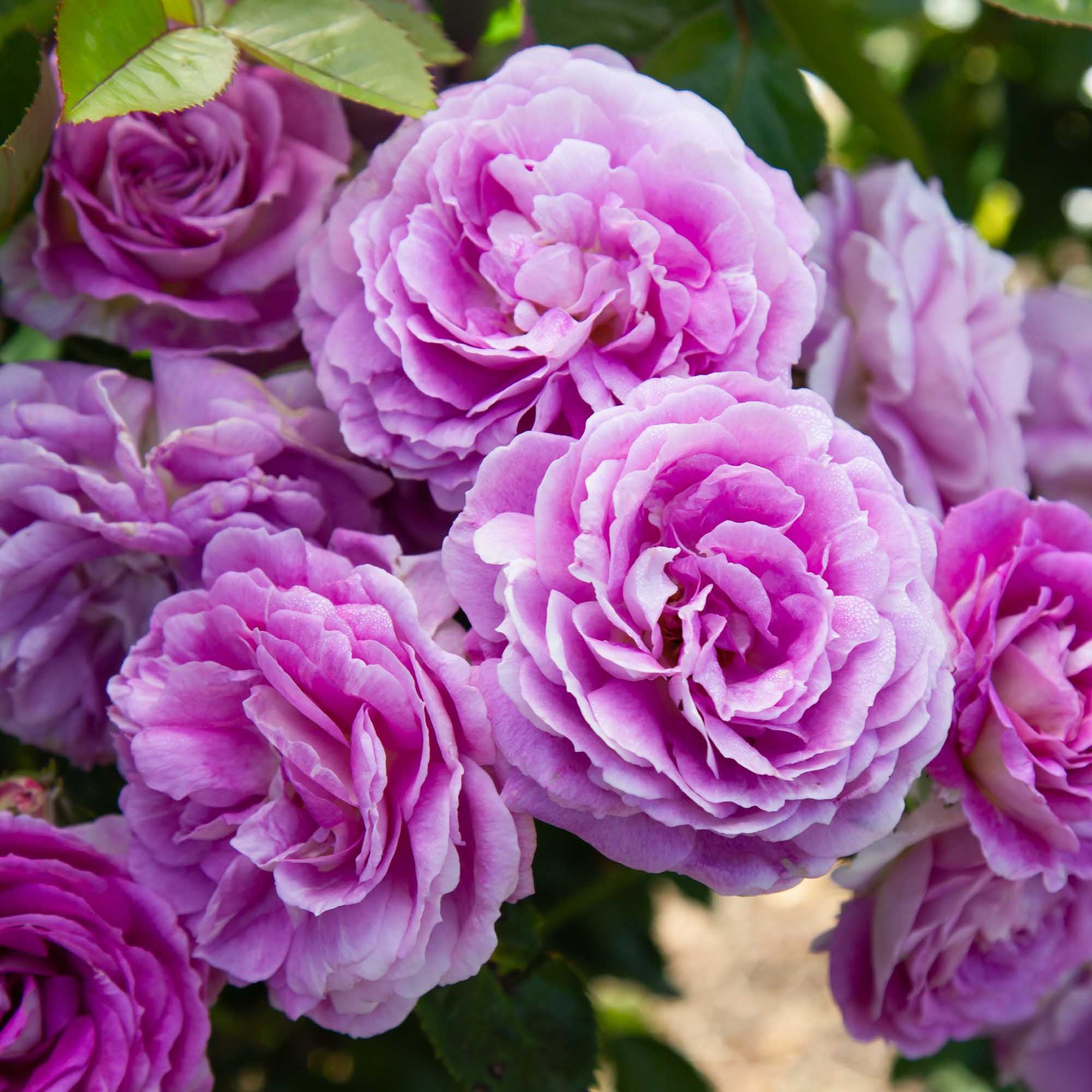 Arctic Blue™ | Purple Floribunda Rose Bush – Heirloom