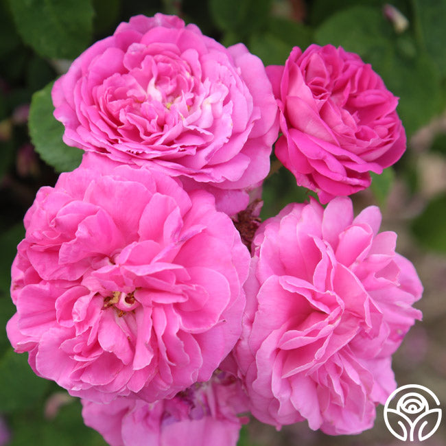 Ardoise de Lyon Hybrid Perpetuals Rose | Fragrant Rose Bush