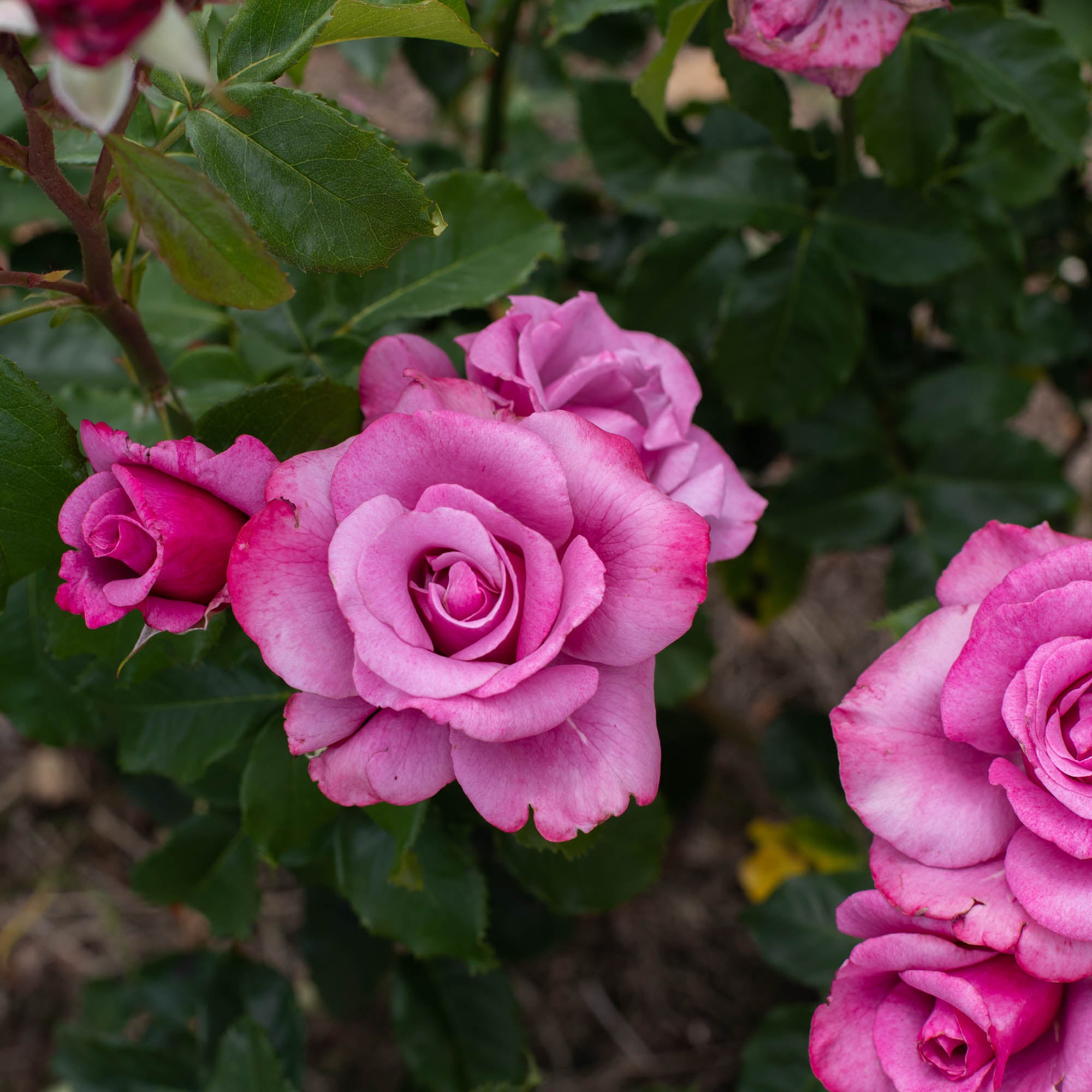 Barbra Streisand Hybrid Tea Rose | Fragrant Rose Plant – Heirloom