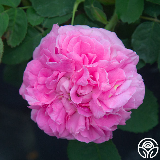 Roseです¨̮ )/ Baronne Prévost | Pink Hybrid Perpetuals Rose Bush – Heirloom