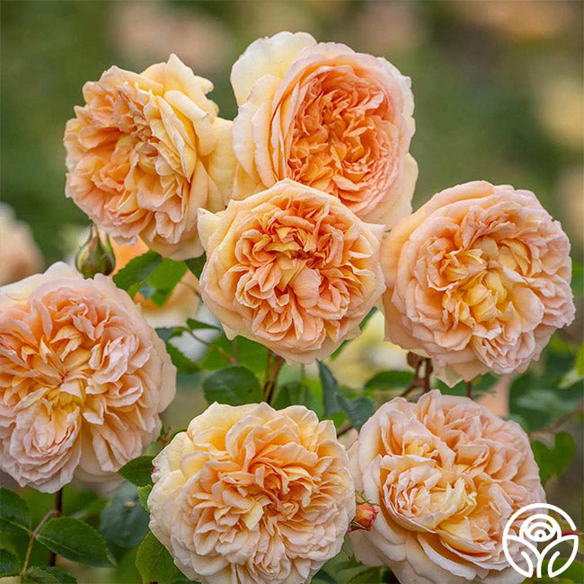david austin roses seeds Bathsheba David Austin Rose