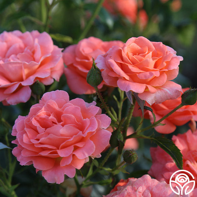 Betty Harkness Floribunda Rose | Fragrant Rose Bush – Heirloom