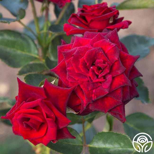 Black Baccara™ Hybrid Tea Rose, Hybrid Tea Roses: Edmunds' Roses