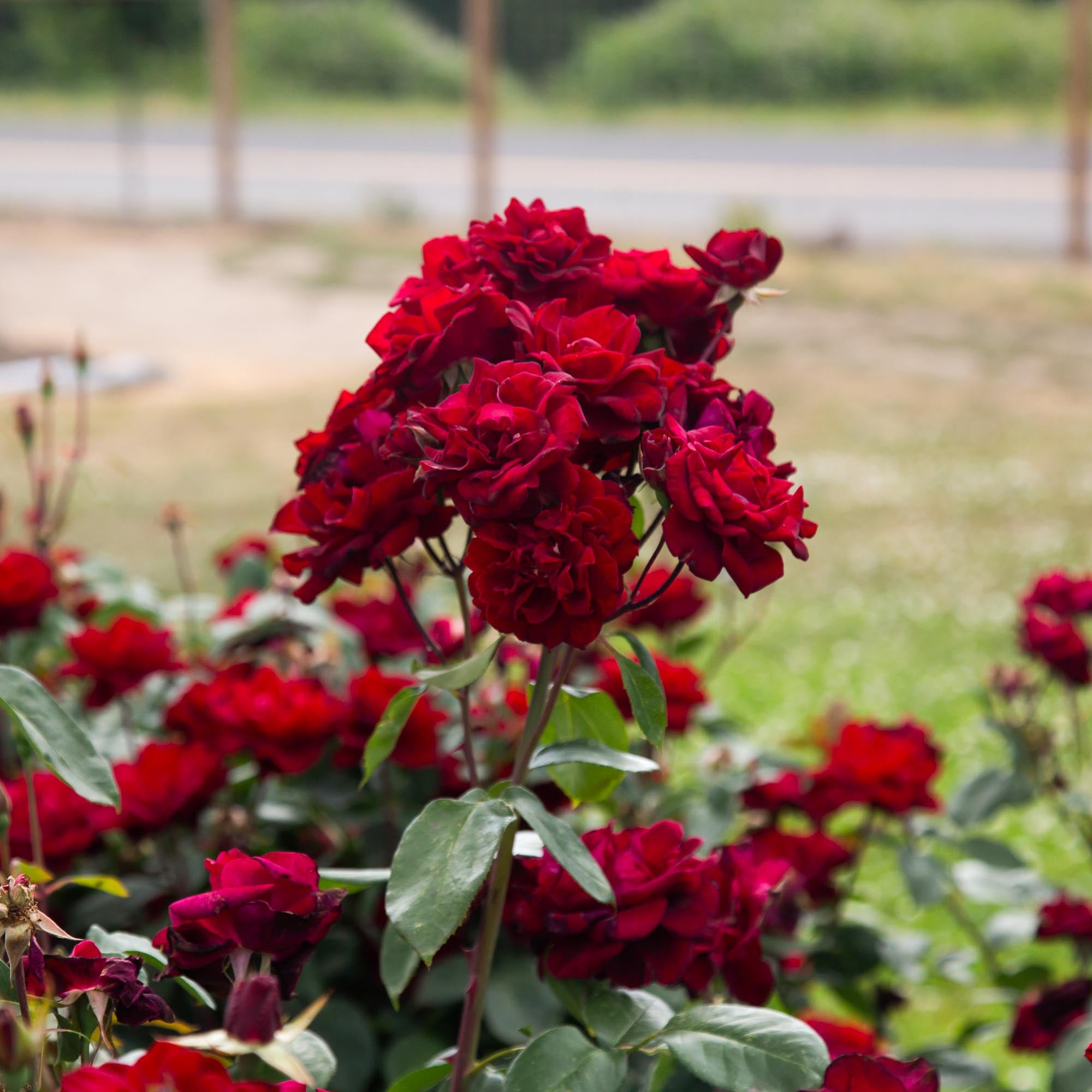 Black Ice Shrub Rose | Red Rose Bush – Heirloom