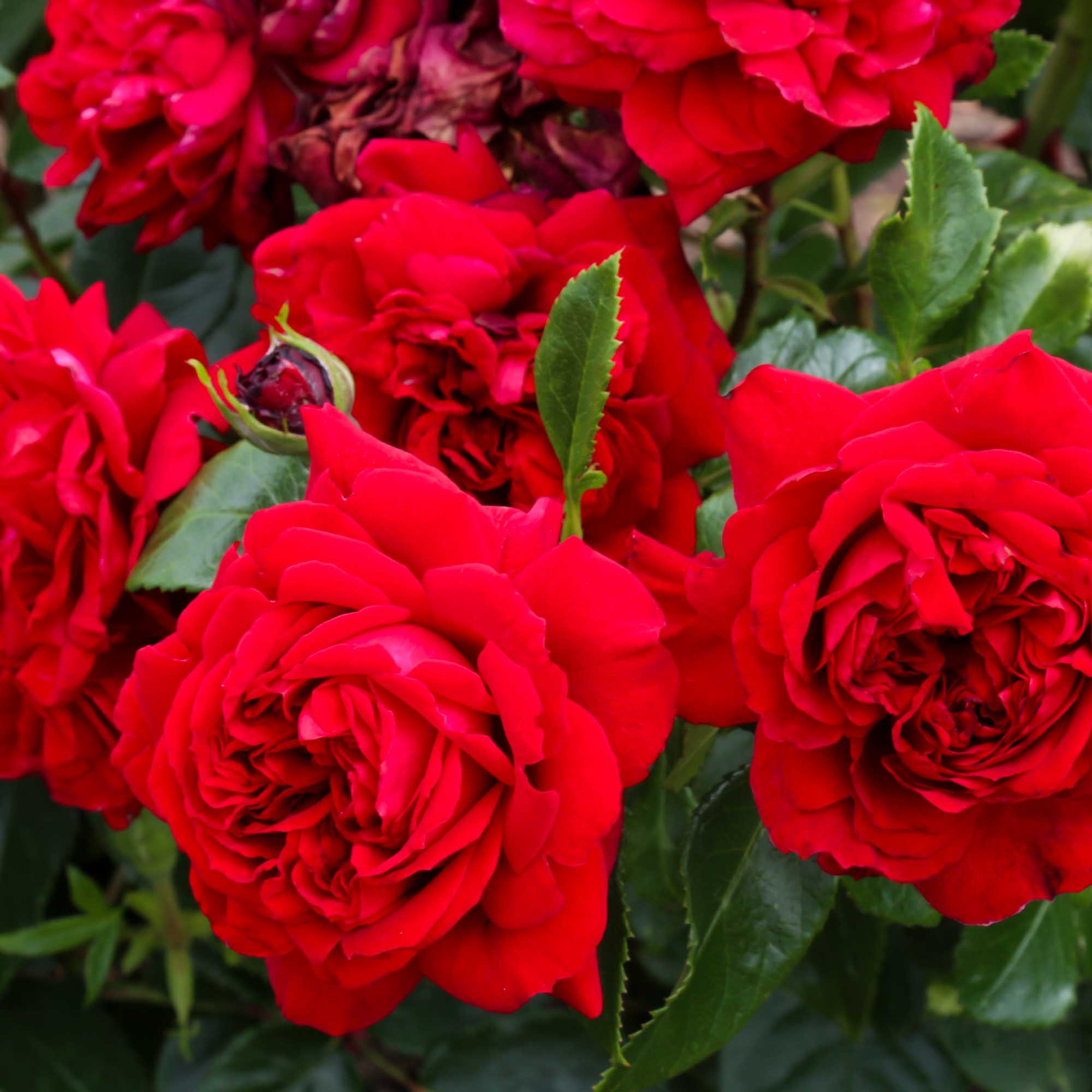 Citiscape Bordeaux Floribunda Rose | Red Rose Plant – Heirloom