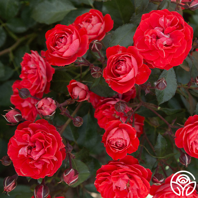 Veranda Brilliant Floribunda Rose | Orange Rose Bush – Heirloom Roses