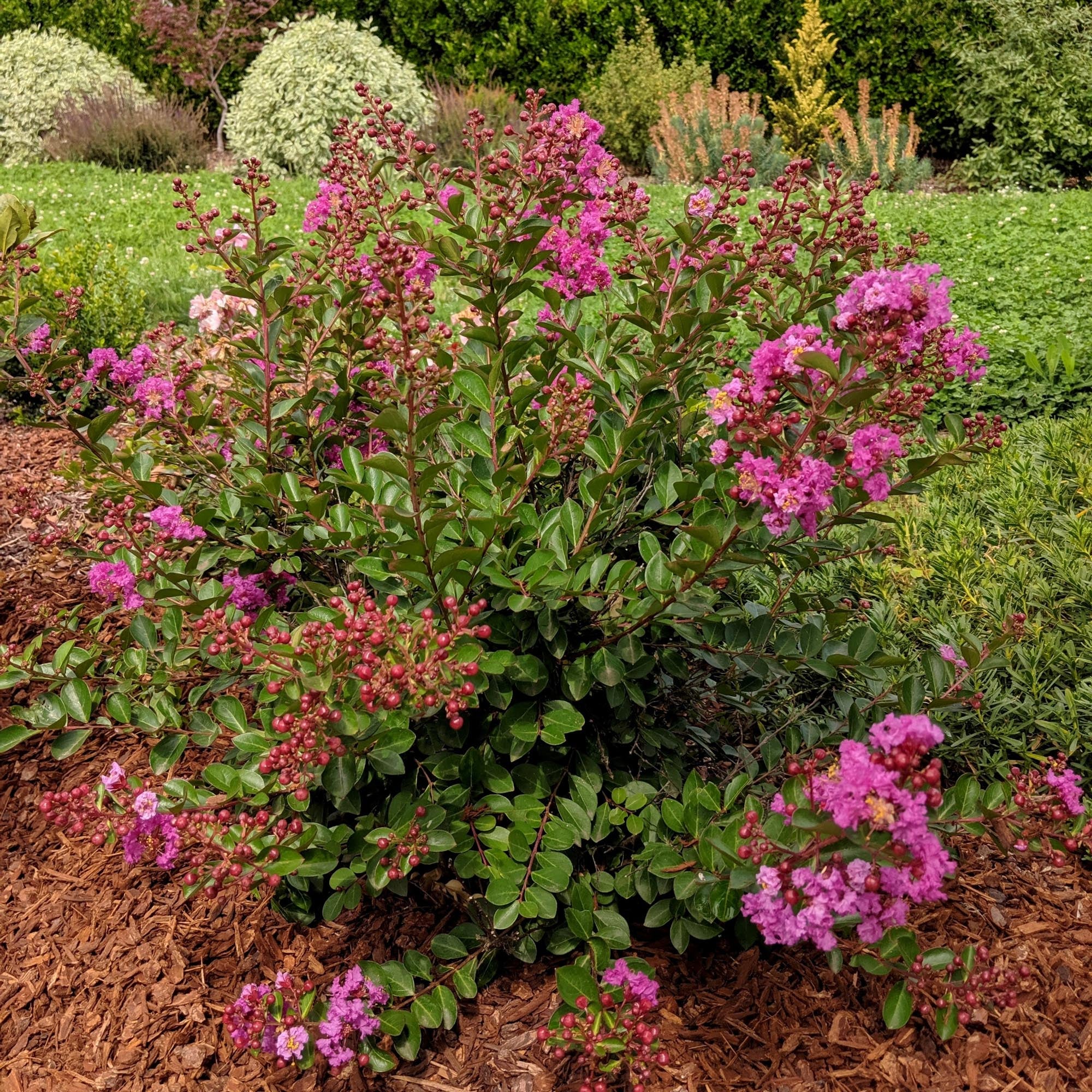 Early Bird™ Purple – Heirloom