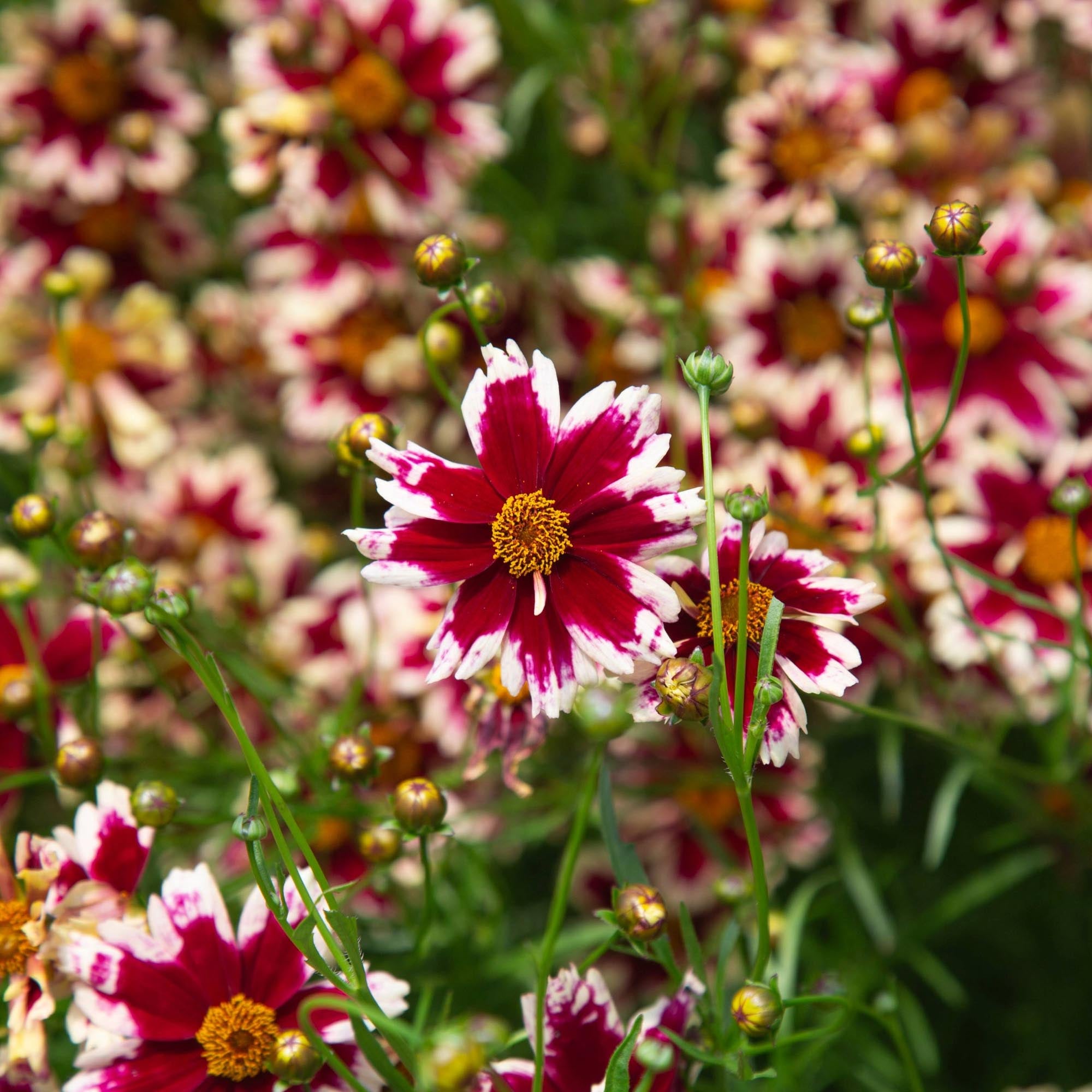 Ruby Frost – Heirloom