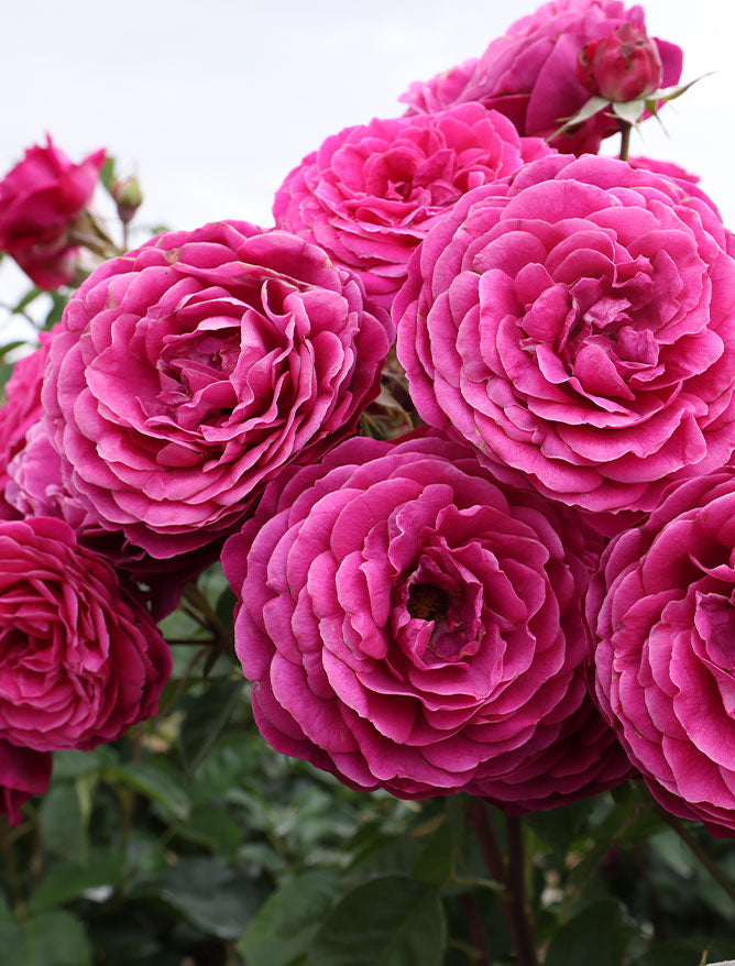 All Roses
