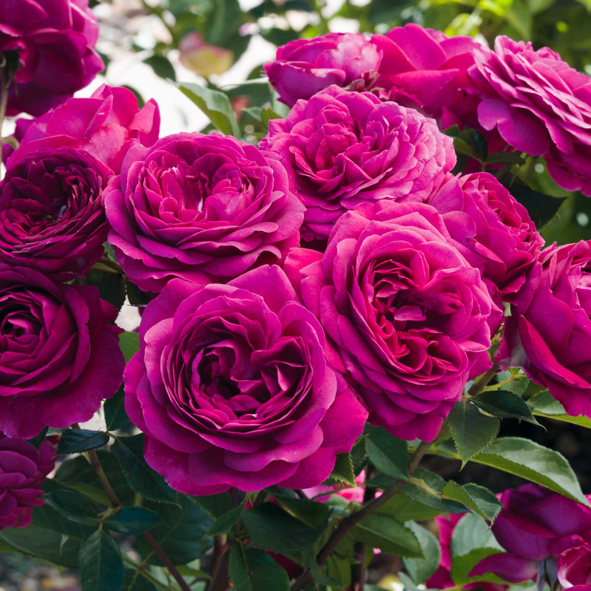 Celestial Night Floribunda Rose | Heirloom Roses