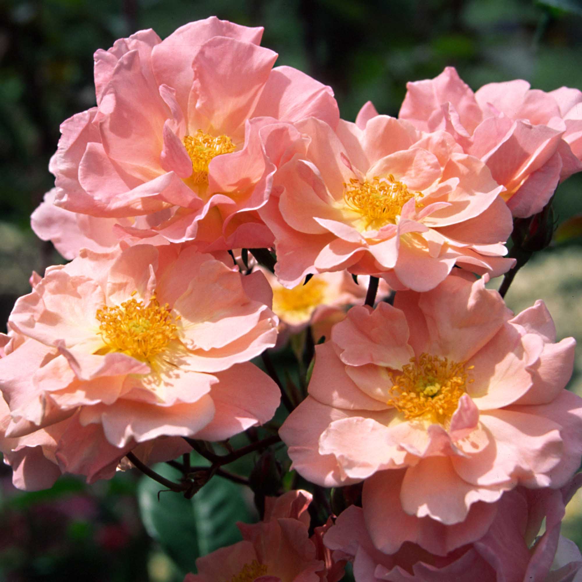 Dancing In The Wind Hybrid Musk Rose | Apricot Rose Bush – Heirloom