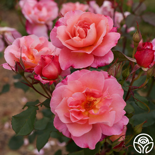 Distant Thunder Shrub Rose | Fragrant Rose Bush – Heirloom Roses