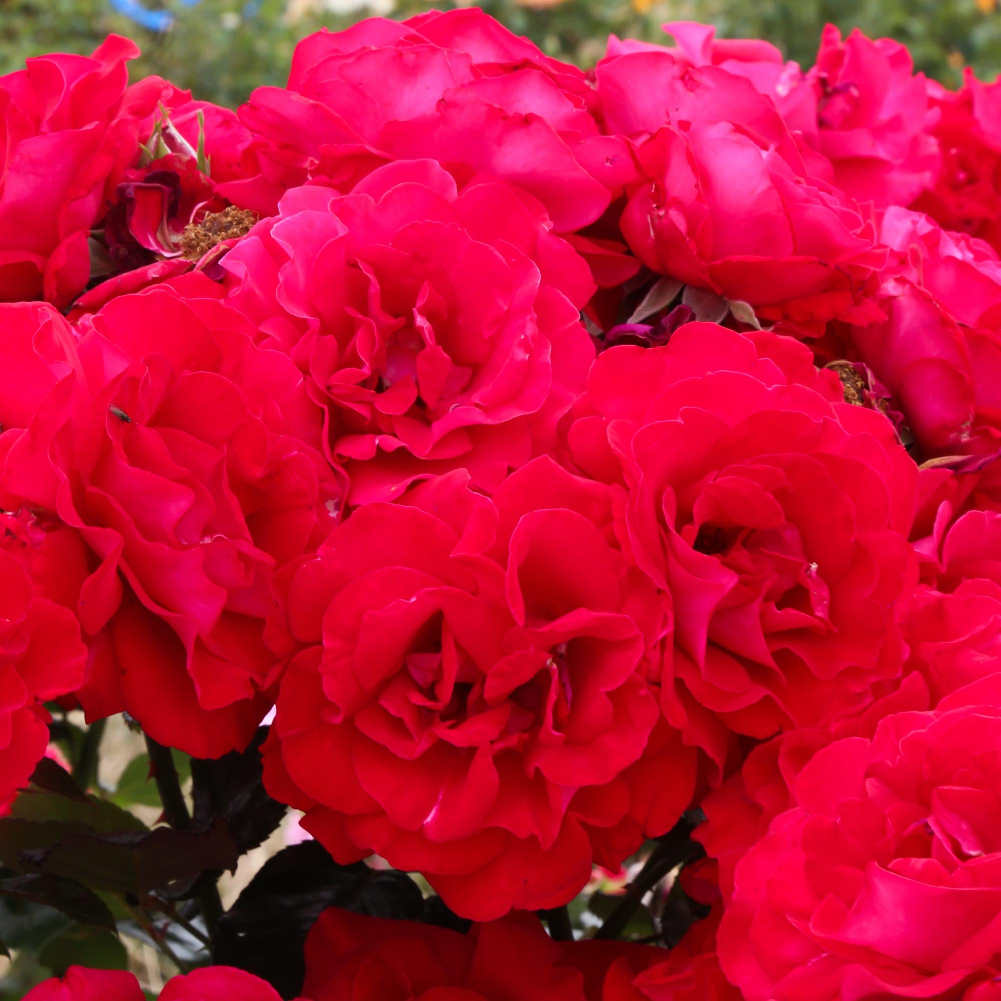 Drop Dead Red Floribunda Rose | Red Rose Plant – Heirloom