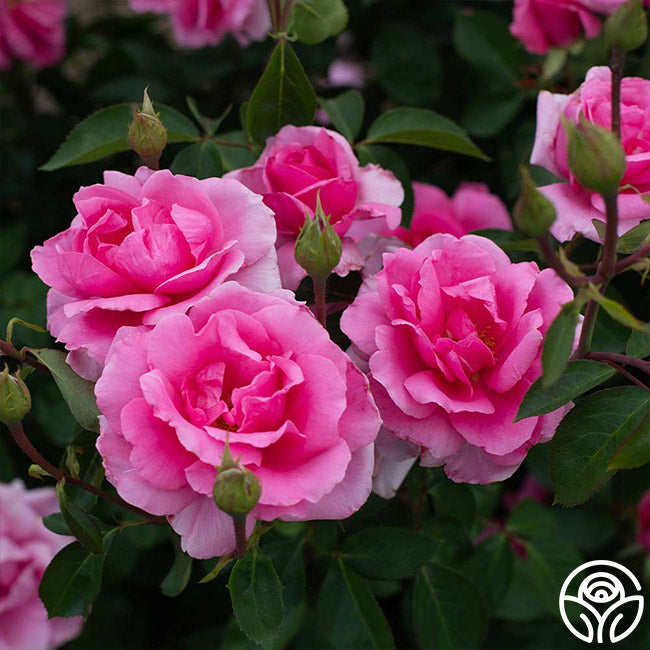 Earth Song Hardy Rose | Pink Rose Bush – Heirloom