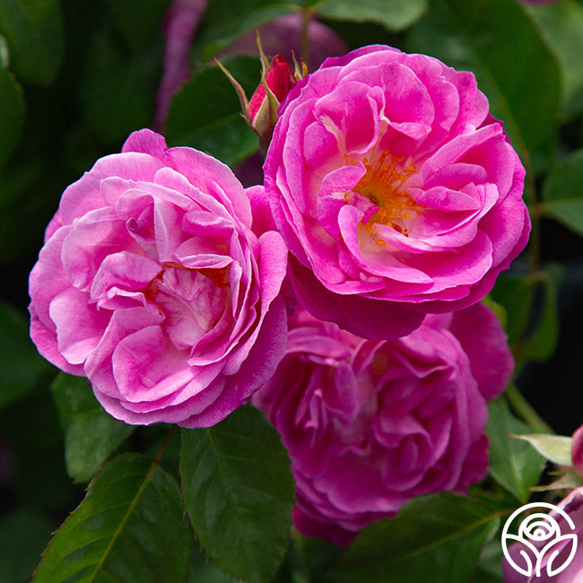 Easy To Please™ | Pink Floribunda Rose Bush – Heirloom Roses