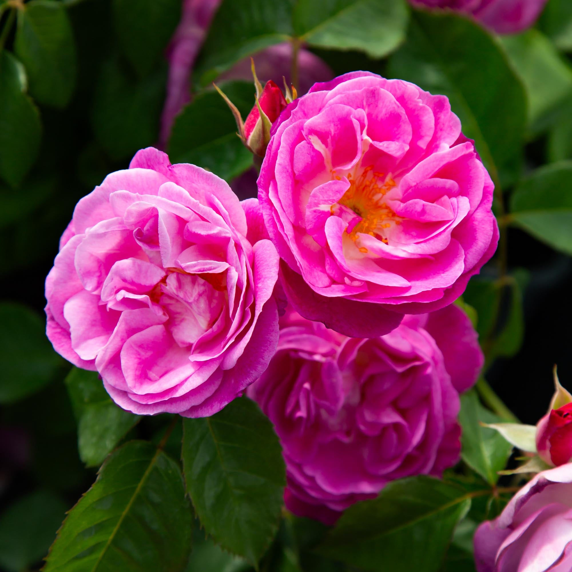 Easy To Please™ | Pink Floribunda Rose Bush – Heirloom