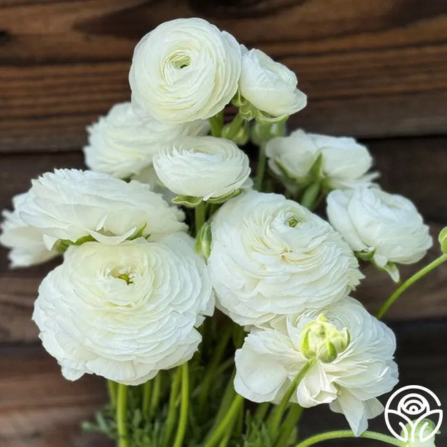 Elegance Bianco 200b