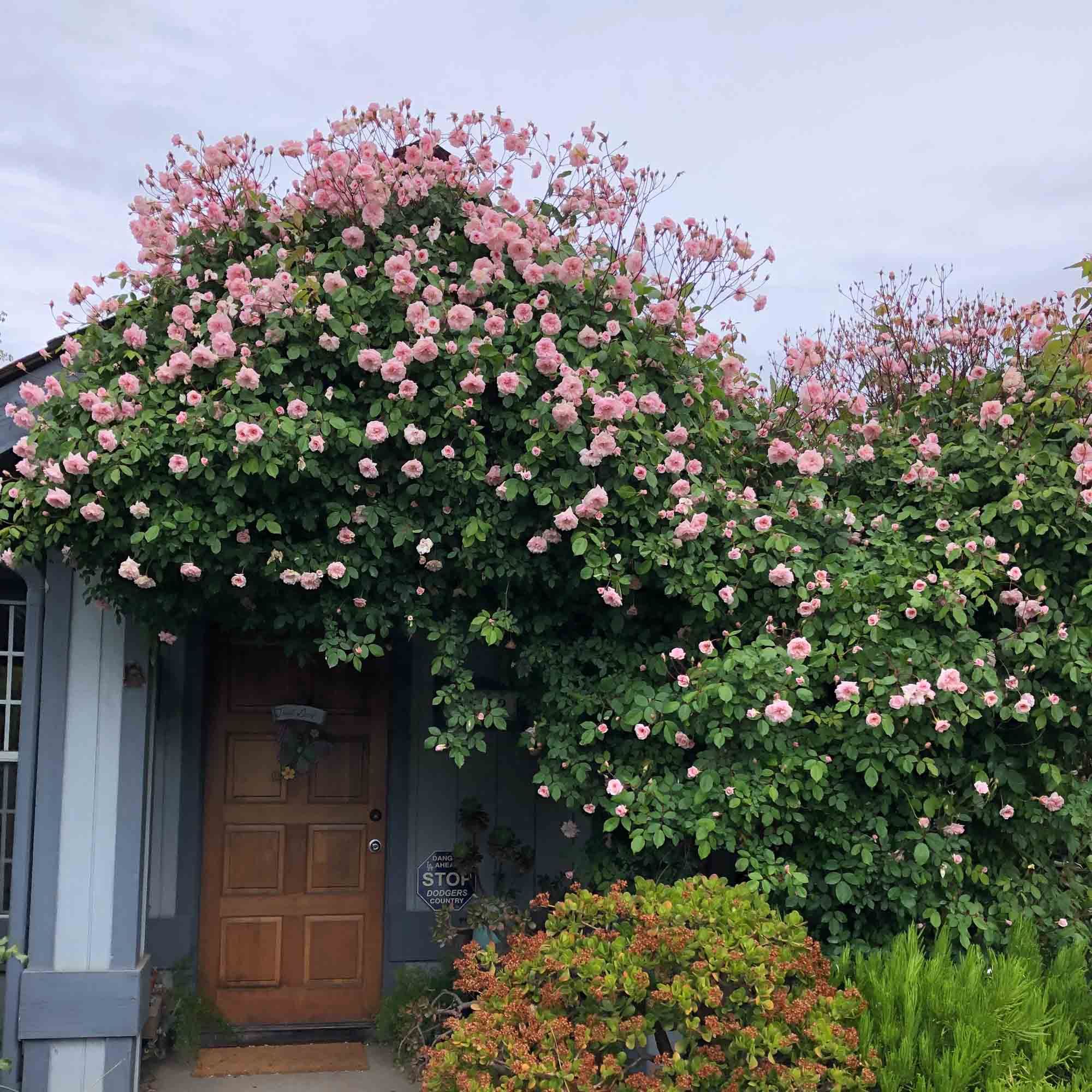Everblooming Cl Cecile Brunner Rambling Rose | Thornless Rose