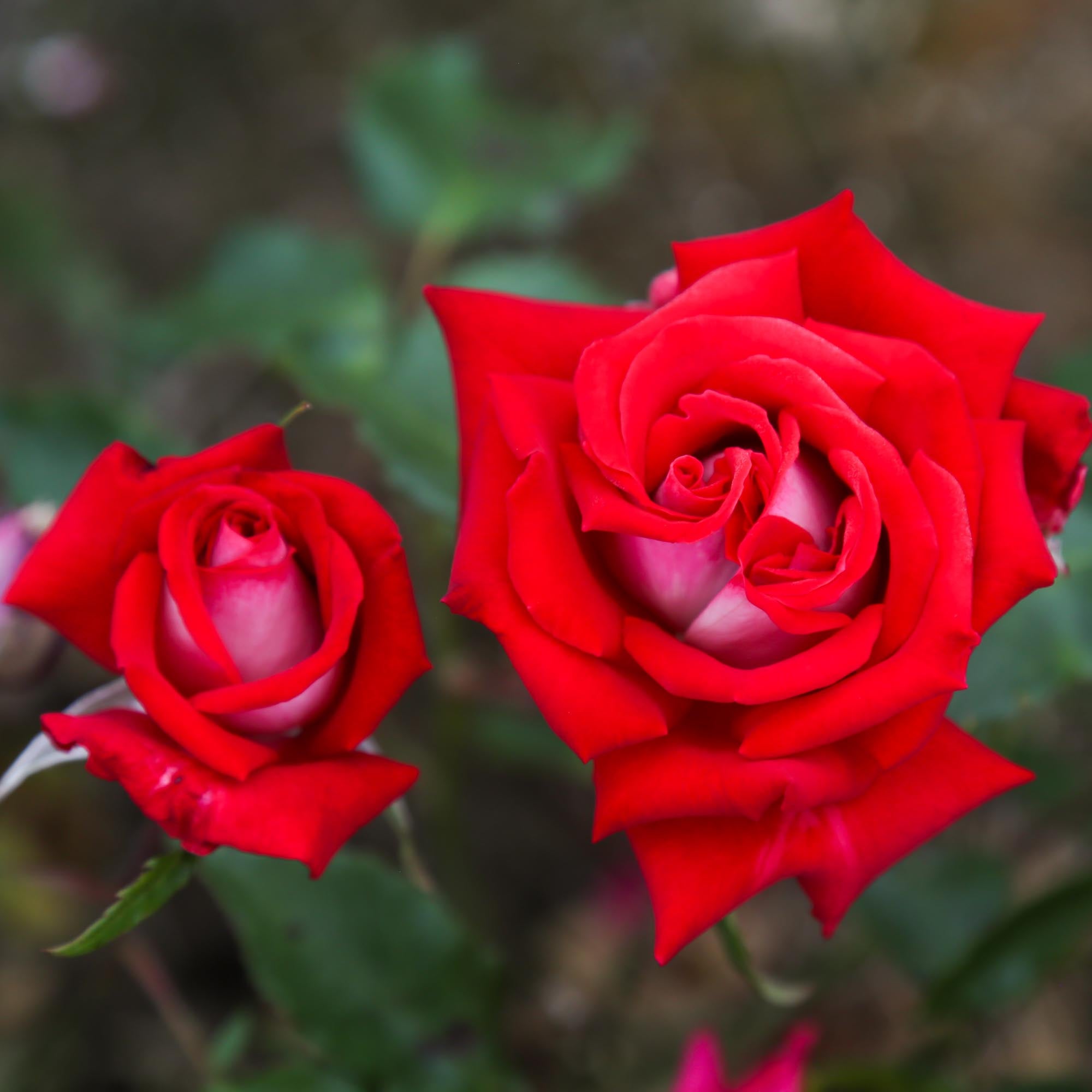 Fire 'N' Ice | Red Floribunda Rose Bush – Heirloom