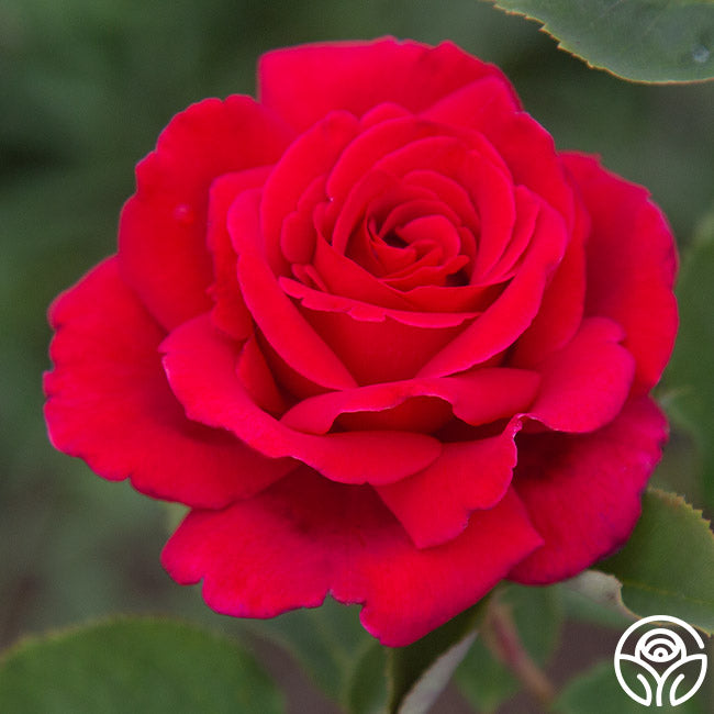 Heirloom Roses - Fire 'N' Ice Floribunda Rose Plant - Red Rose Bushes 