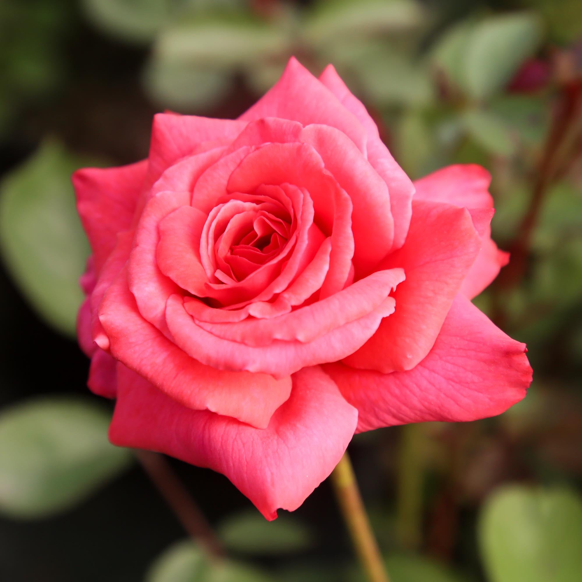 Galway Bay Climbing Rose | Pink Rose Bush – Heirloom