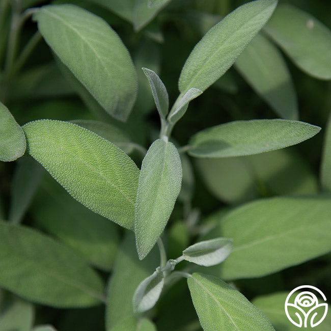 Garden Sage