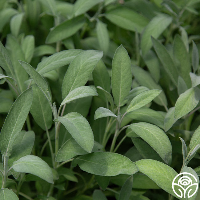 Garden Sage