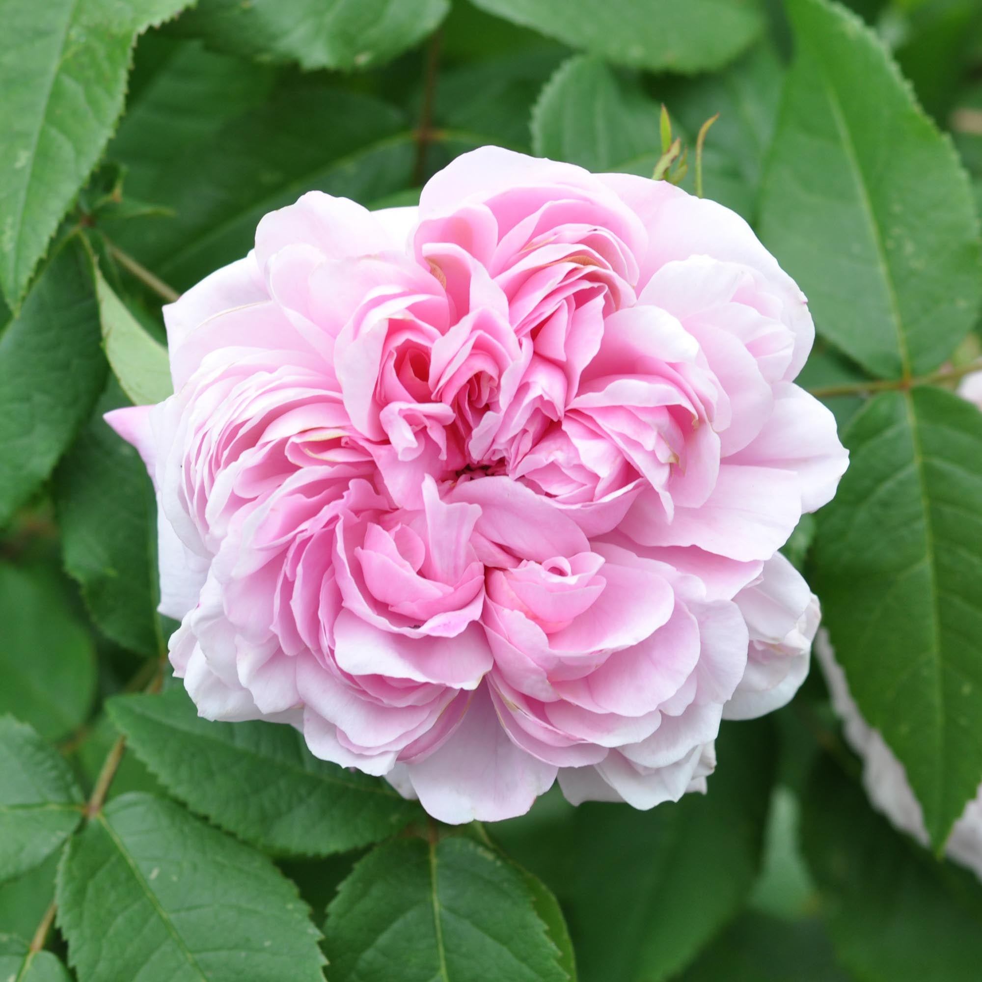 カルティエ レコレクションドゥパルファン コフレ ローズ Jacques Cartier Portlands Rose | Fragrant Rose Bush – Heirloom