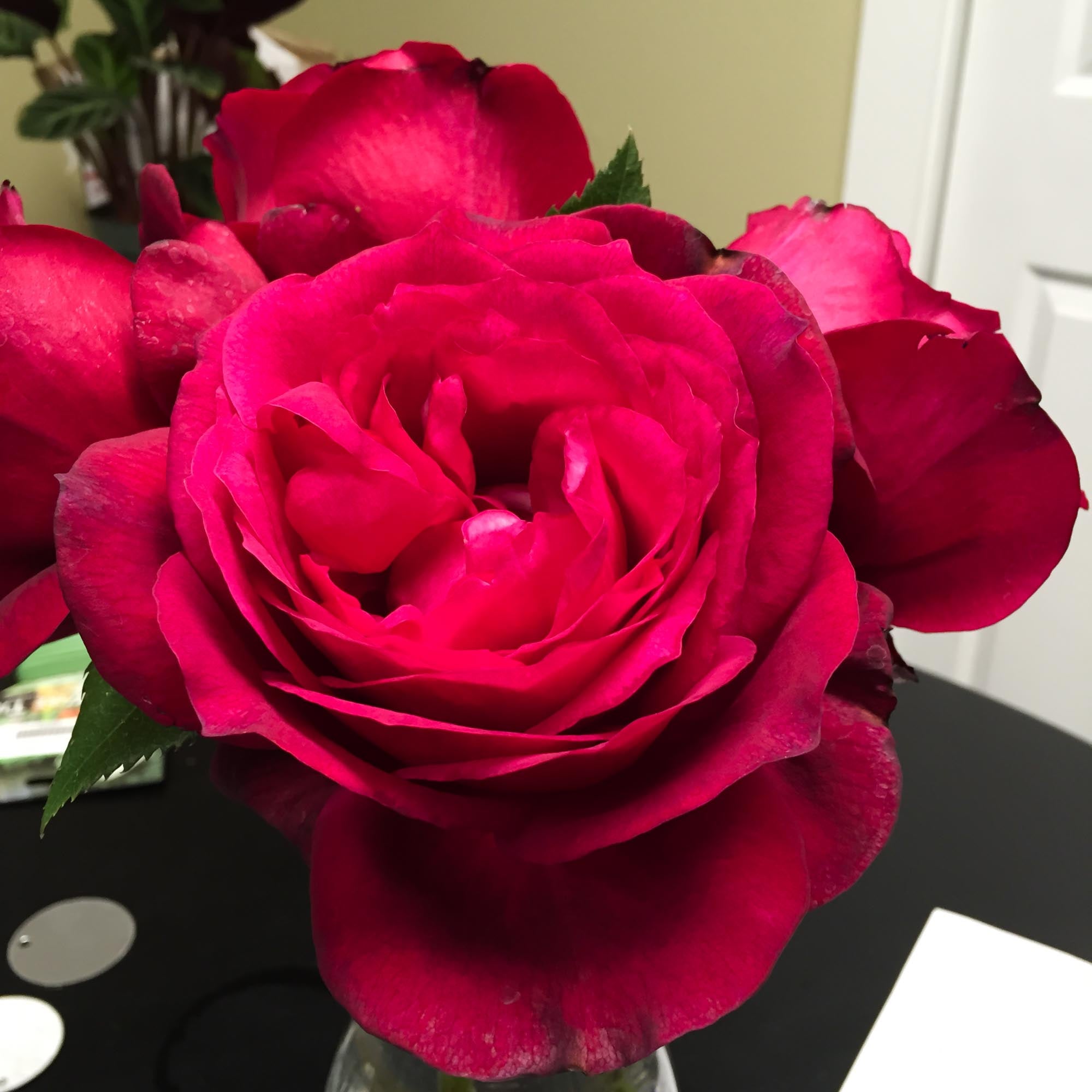 Janice Kellogg Floribunda Rose | Red Rose Plant – Heirloom