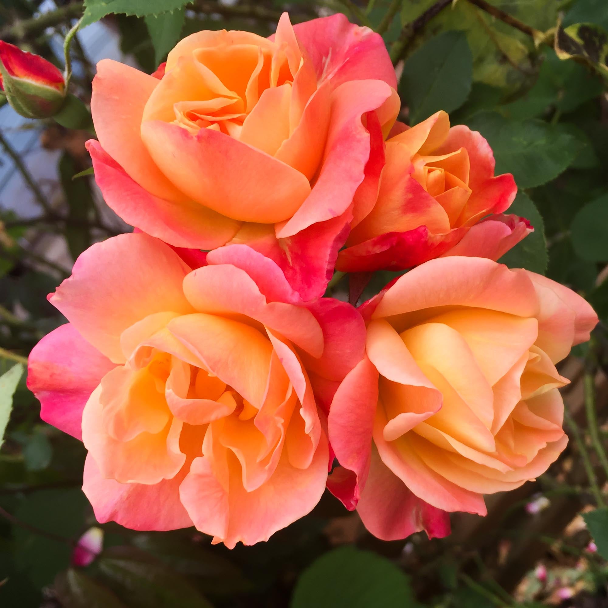 Joseph's Coat Climbing Rose | Heirloom Roses