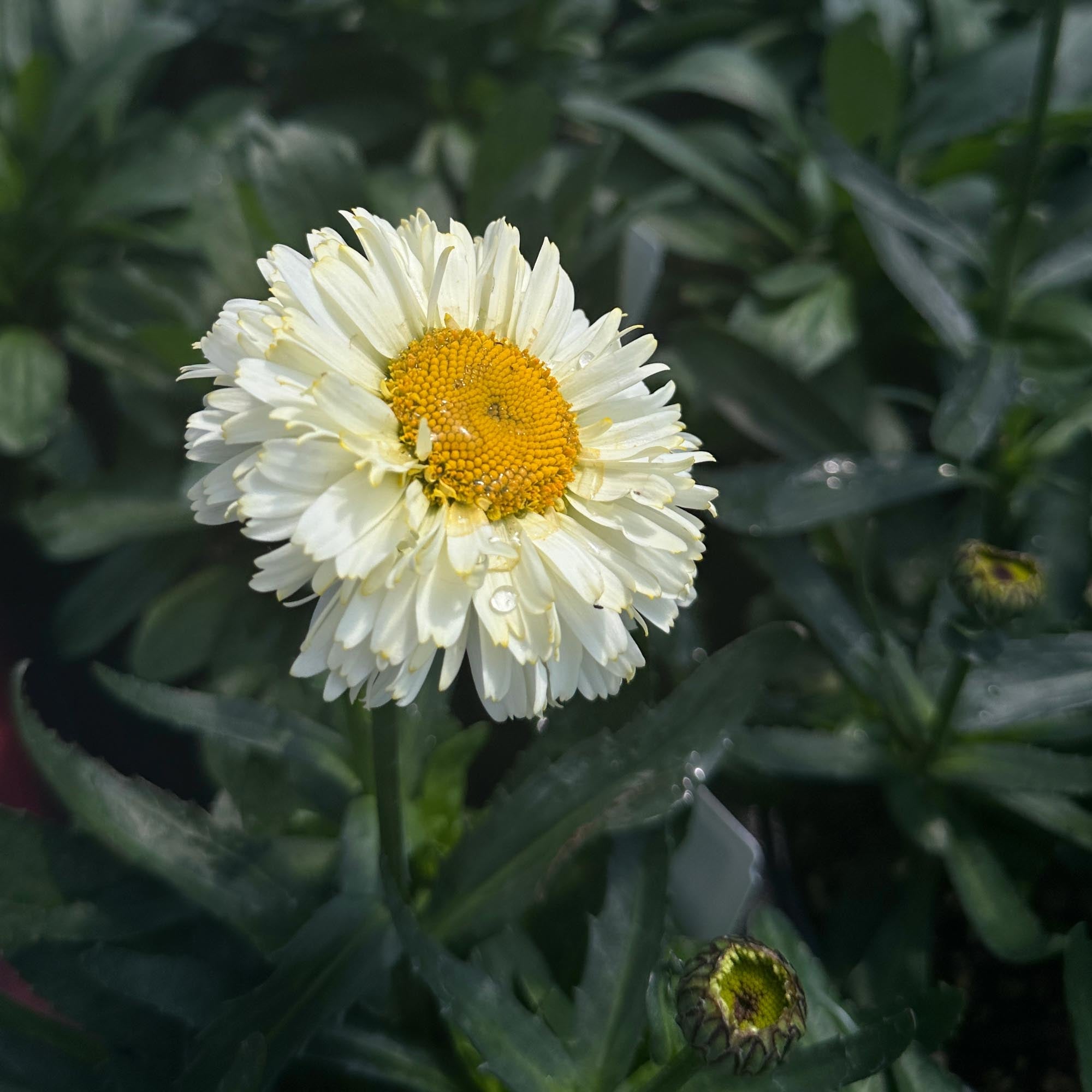 Lemon Puff – Heirloom