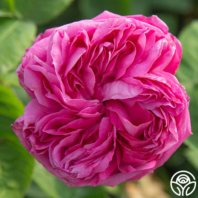 La Reine Hybrid Perpetuals Rose | Fragrant Rose Bush – Heirloom