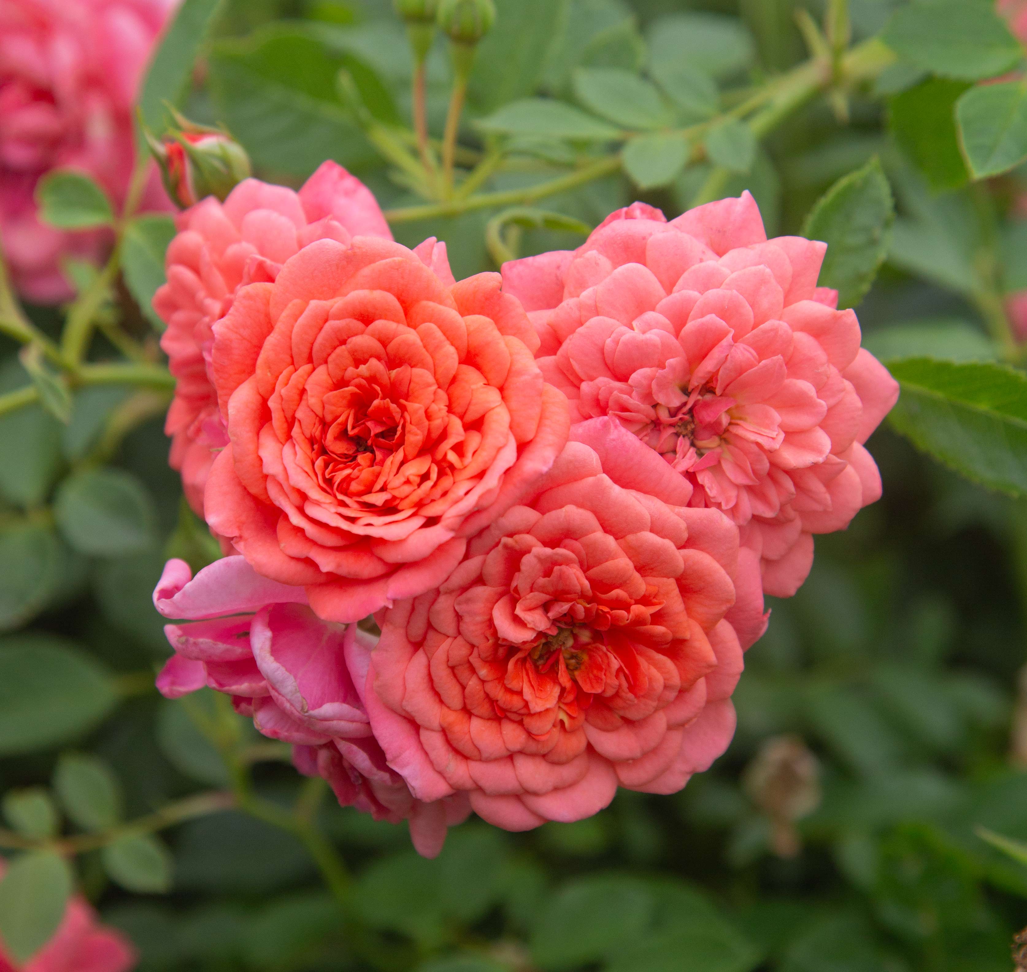 Lady Penelope Climbing Rose | Pink Rose Plant – Heirloom
