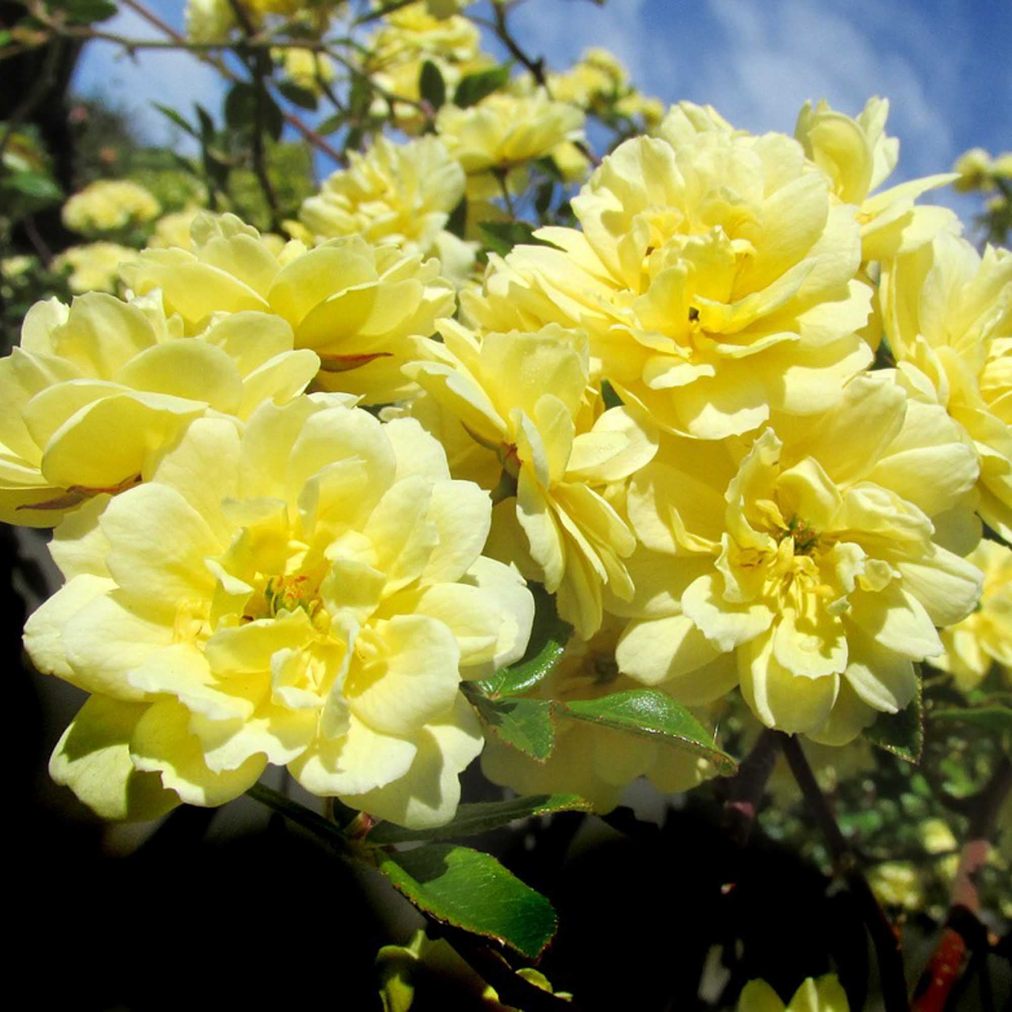 Lady Banks | Yellow Climbing Rose Bush – Heirloom