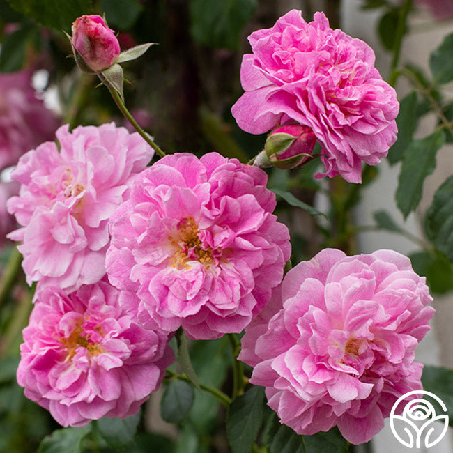 Lavender Lassie Hybrid Musk Rose | Fragrant Rose Bush – Heirloom Roses