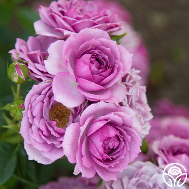 lavender roses to plant Heirloom Roses Rose Bush