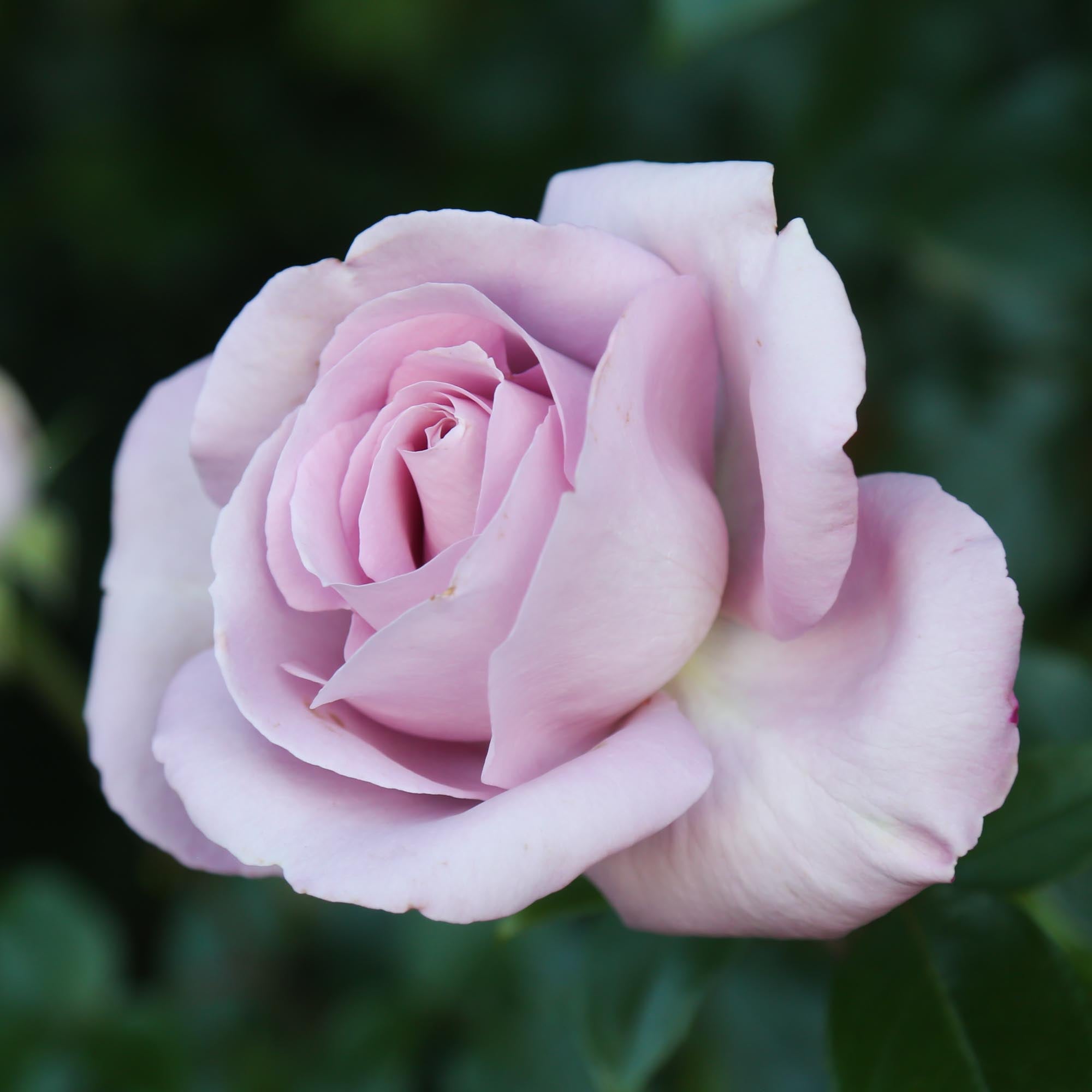 Le Petit Prince | Pink Floribunda Rose Bush – Heirloom