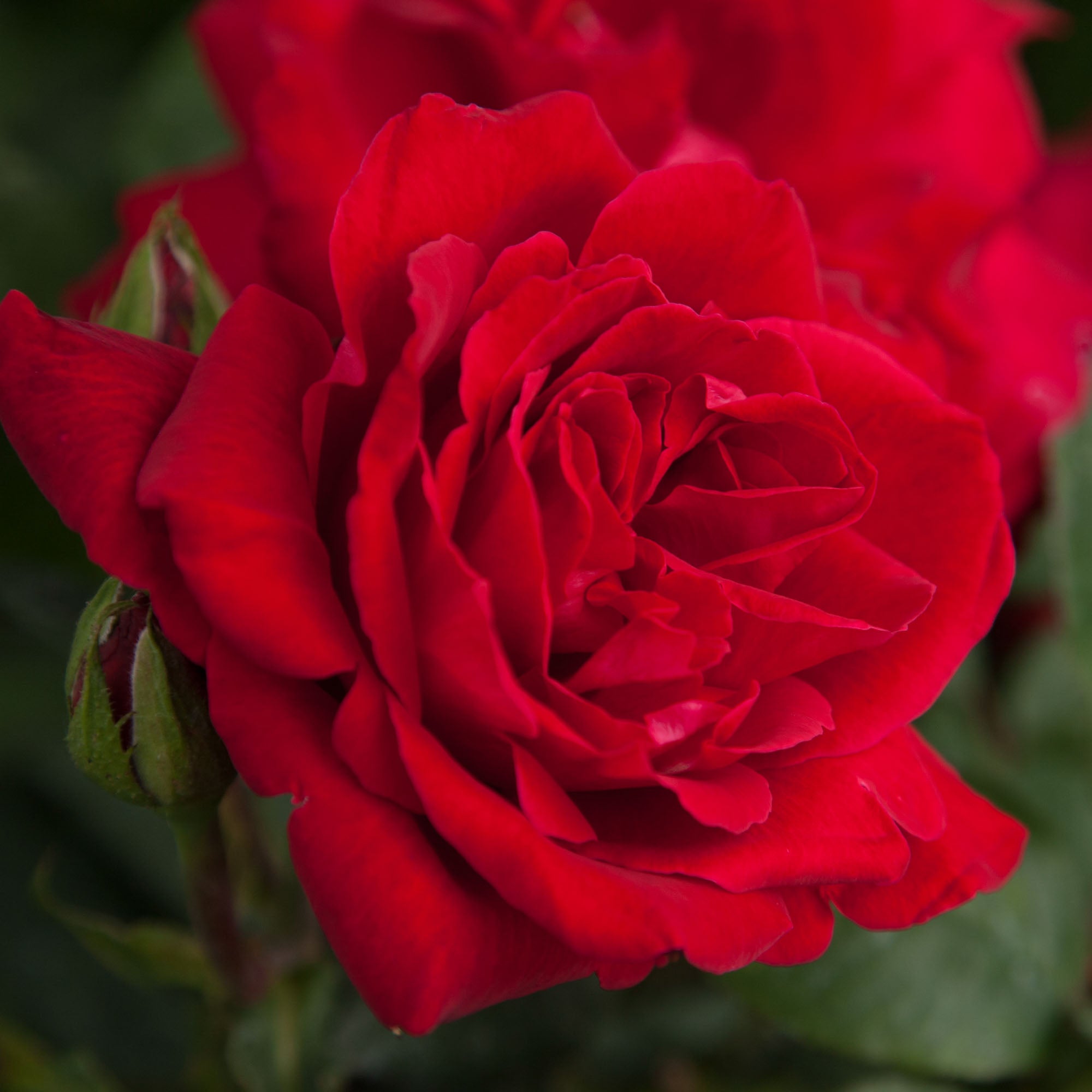 Liebeszauber Hybrid Tea Rose | Red Rose Plant – Heirloom