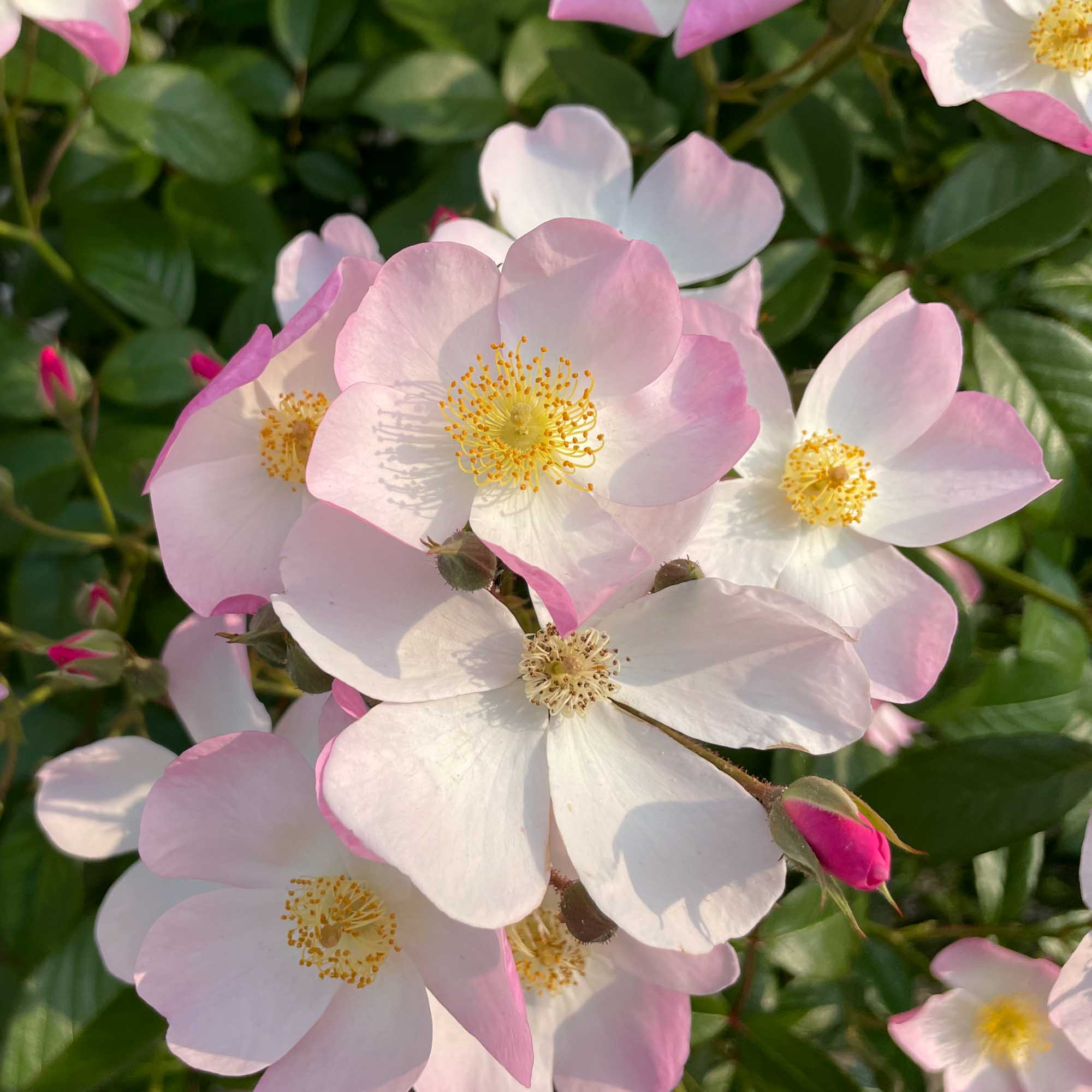 roseページ Lyda Rose Shrub Rose | Fragrant Rose Bush – Heirloom