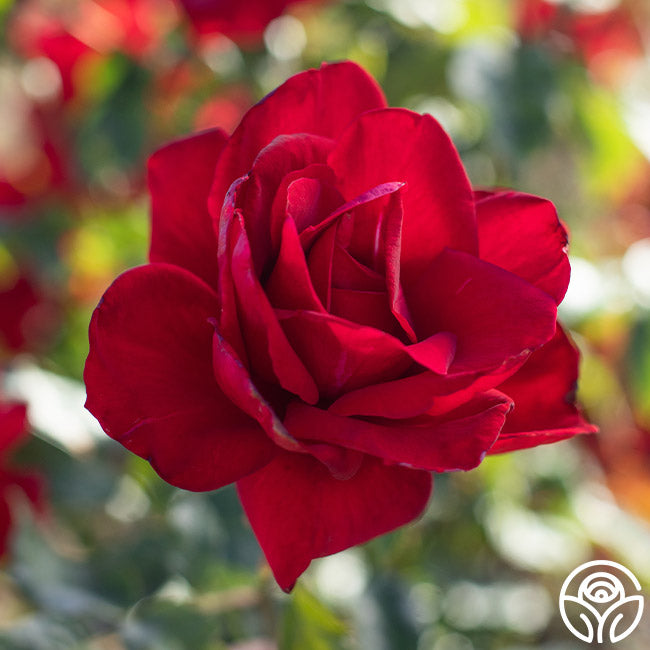 Madame Delbard Hybrid Tea Rose | Red Rose Plant – Heirloom Roses