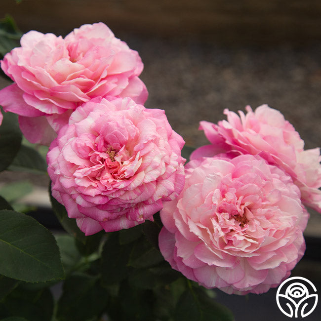 Marc Chagall™ | Colorful Floribunda Rose Bush – Heirloom Roses