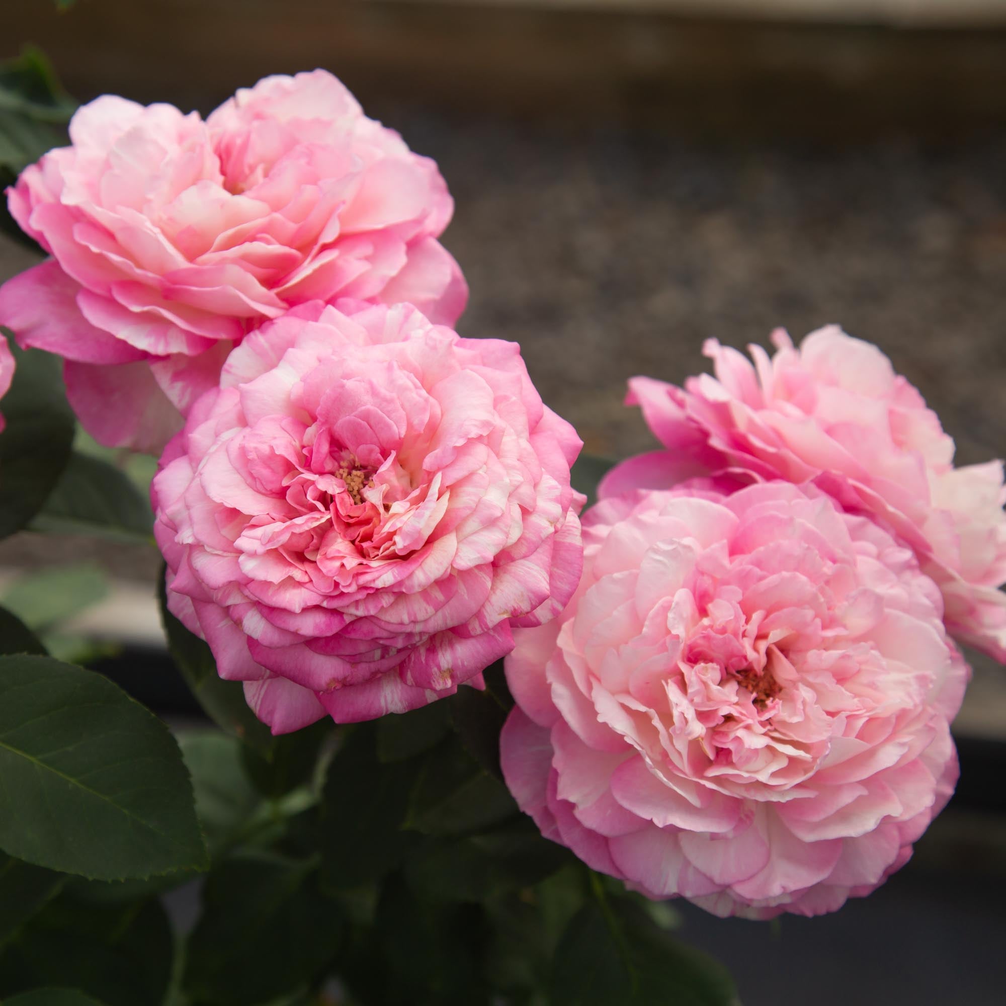 Marc Chagall™ | Colorful Floribunda Rose Bush – Heirloom