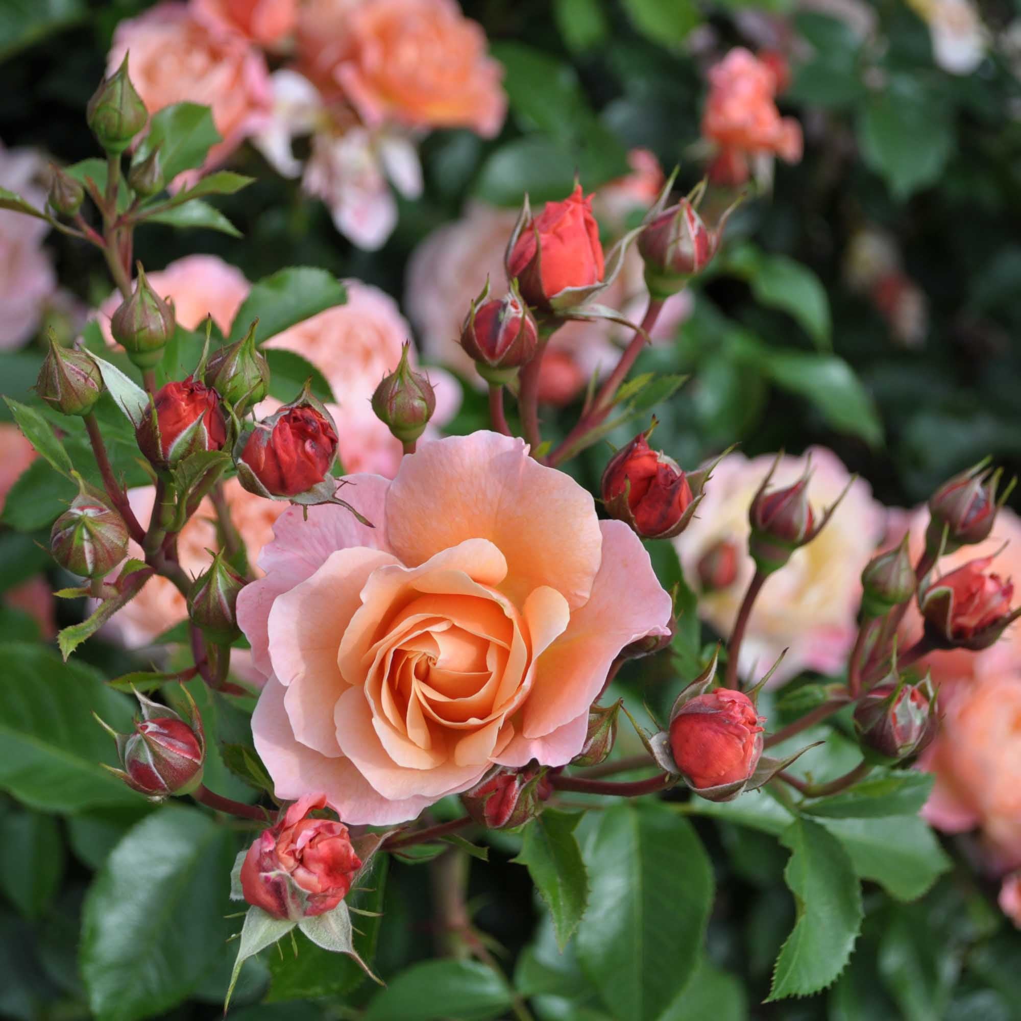 Marie Curie Shrub Rose | Pink Rose Bush – Heirloom