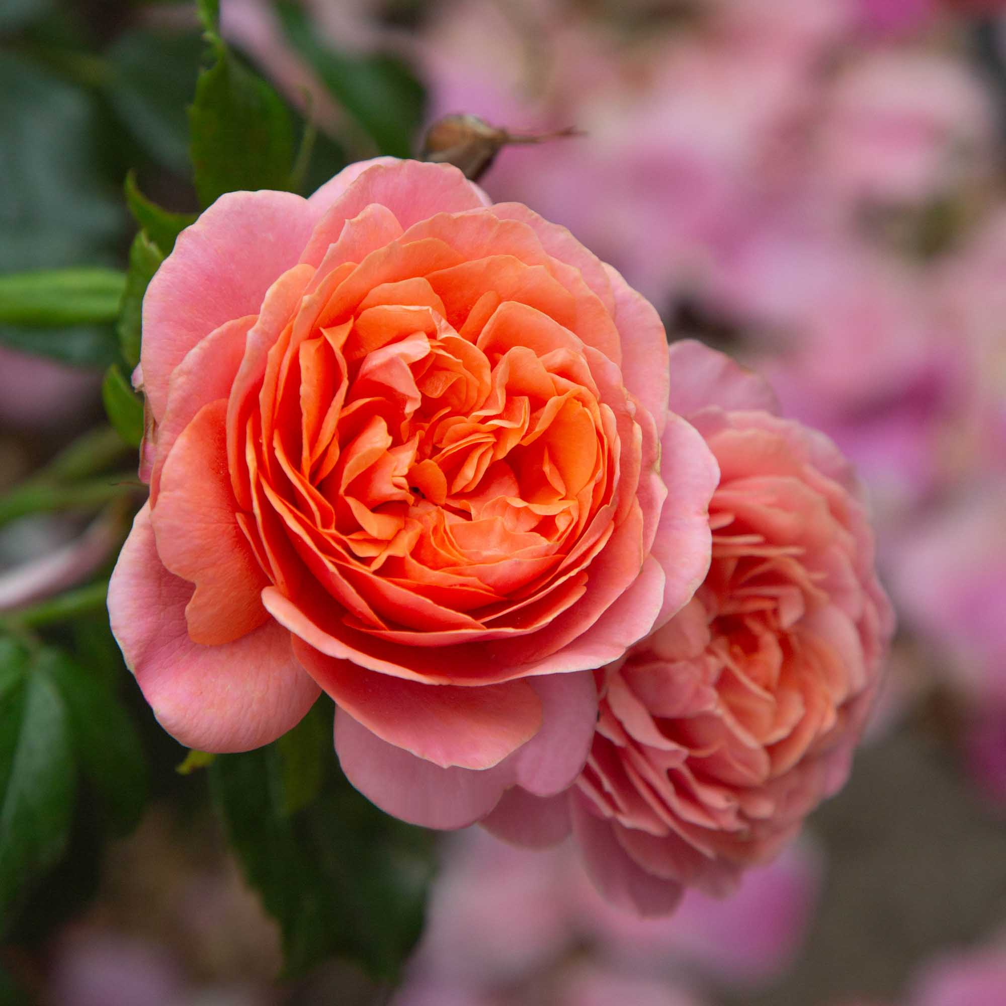 Matchless Mother Shrub Rose | Orange Rose Bush – Heirloom
