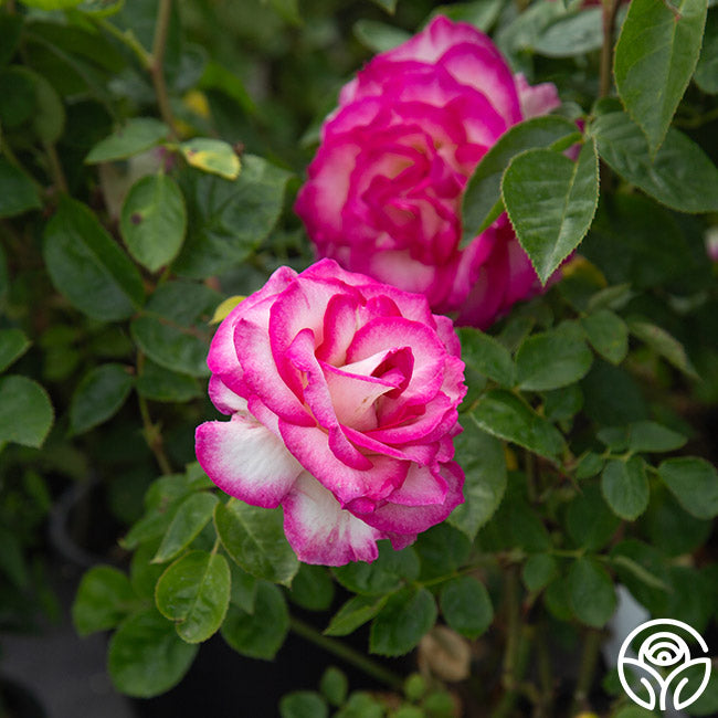 Miss Congeniality™