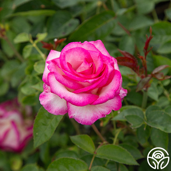 Miss Congeniality™