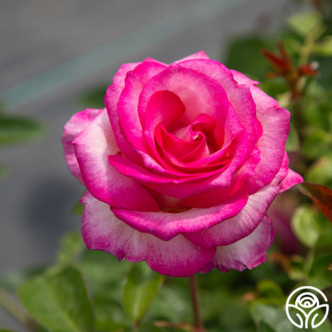 Miss Congeniality™