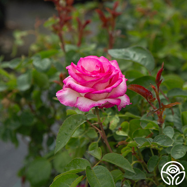 Miss Congeniality™