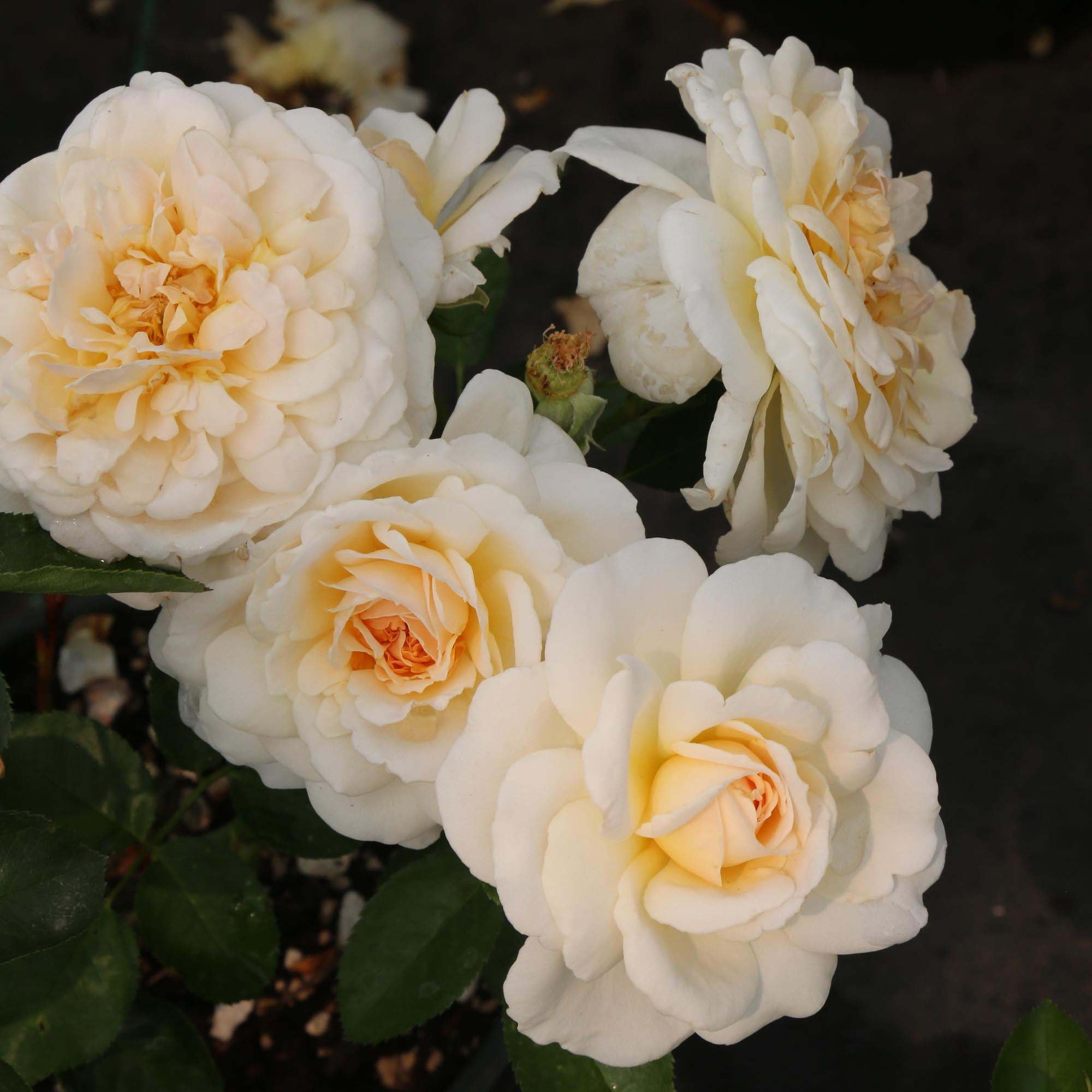Miss Dior Shrub Rose | White Rose Plant – Heirloom