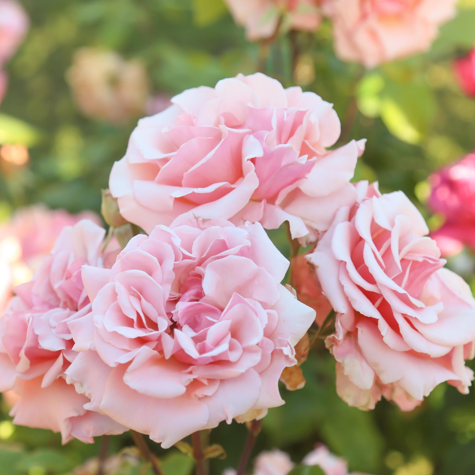 Mother of Pearl Grandiflora Rose | Pink Rose Bush – Heirloom